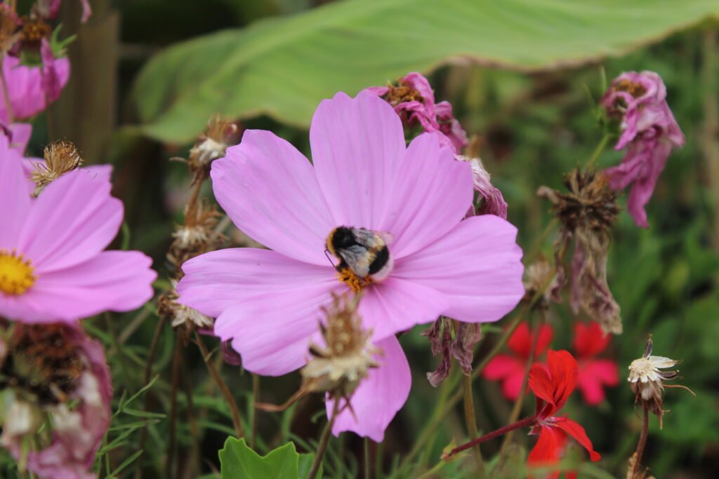 Bee on a flower used as an image input example for a multimodal model